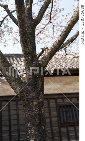 皇居の桜 138785689