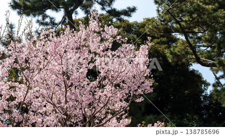 皇居の桜 皇居の桜 138785696
