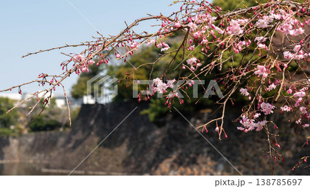皇居の桜 138785697