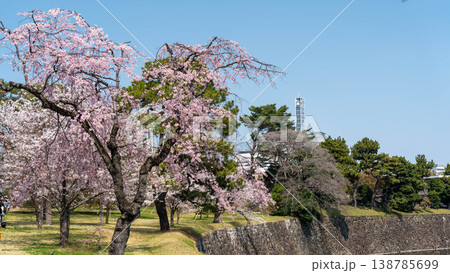 皇居の桜 皇居の桜 138785699