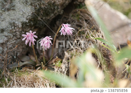 岩場に咲くショウジョウバカマの春の花 138785856