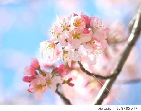 青空に映える桜 青空に映える桜 138785947