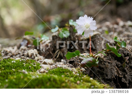 岩場に咲く白いイワウチワの春の花 138786016