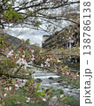 神奈川県箱根湯本にある須雲川に咲く葉桜 風景 138786138