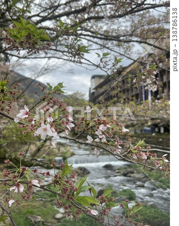 神奈川県箱根湯本にある須雲川に咲く葉桜 風景 138786138