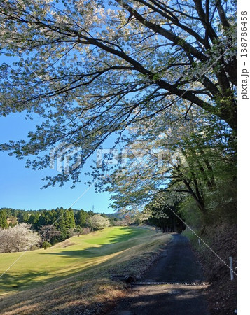 春の桜並木とゴルフコースの小道【青空・ゴルフ場・自然】 138786458