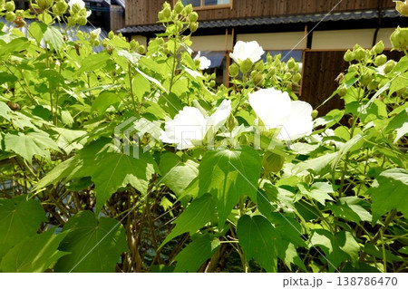 京都　白川筋のほとりに咲くフヨウの花の風景　京都市東山区 138786470