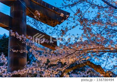 日本　日光　鬼怒川温泉　鬼怒川温泉神社　藤原町護国神社の春の桜のライトアップ 138786494