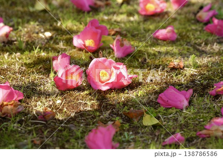 地面に落ちた椿の花びら 地面に落ちた椿の花びら 138786586