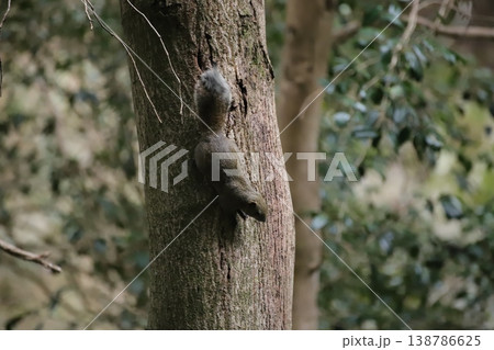 木を下るニホンリス 俊敏な野生動物の行動 木を下るニホンリス 俊敏な野生動物の行動 138786625