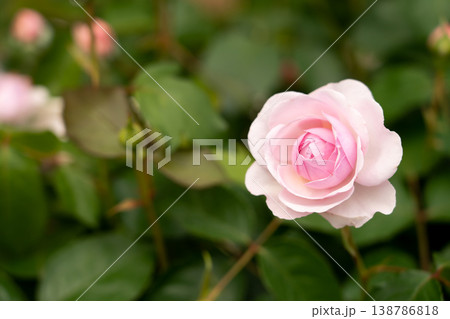 Bloom pink rose with green leave in the garden Bloom pink rose with green leave in the garden 138786818