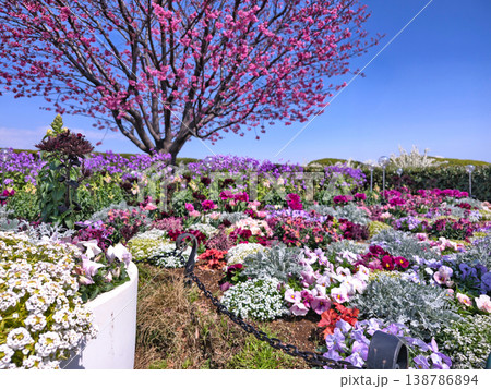 港の見える丘公園の春の花と桜 港の見える丘公園の春の花と桜 138786894