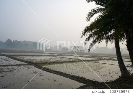 Paddy fields and a date palm tree in the early morning mist of rural Bengal 138786978