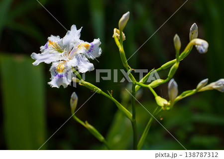 シャガの花をクローズアップ 138787312