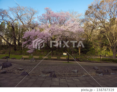 三ッ池公園の桜 138787319