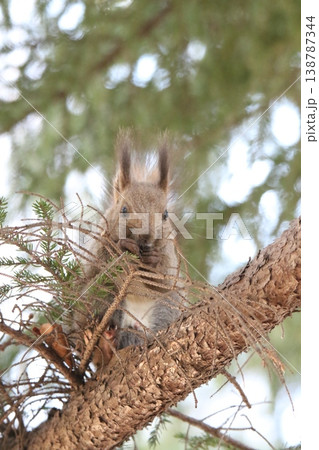 冬毛姿のエゾリス　蝦夷リス　北海道の野生動物 138787344
