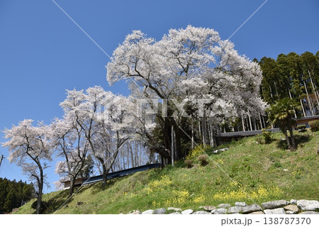 祭田の桜 138787370