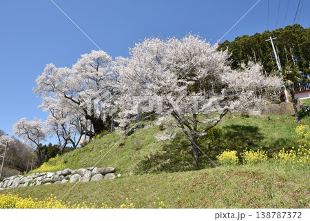 祭田の桜 祭田の桜 138787372