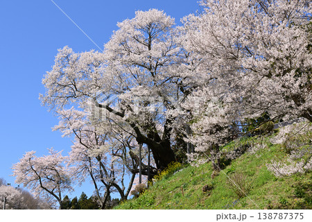 祭田の桜 祭田の桜 138787375