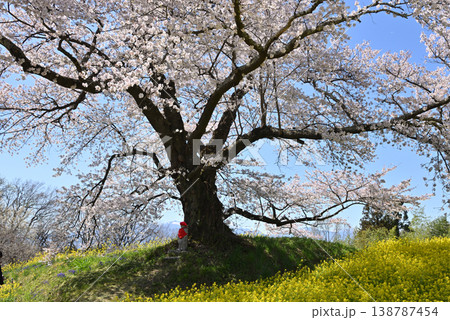 日向の人待ち地蔵桜 138787454
