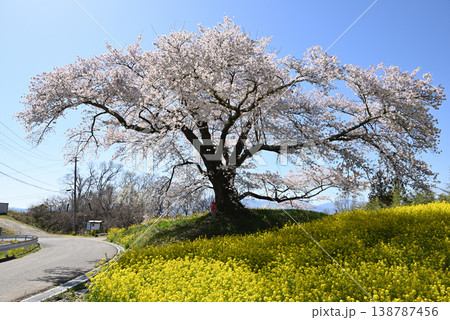 日向の人待ち地蔵桜 138787456