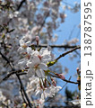 青空に映える満開の桜の花 クローズアップした春の背景素材 138787595