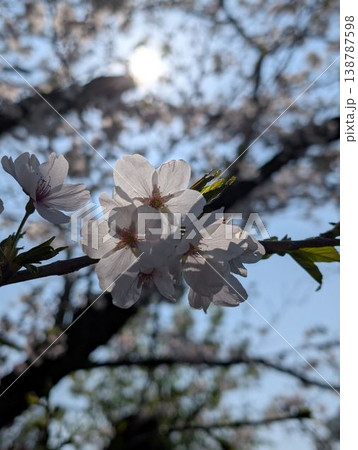 青空に映える満開の桜の花 クローズアップした春の背景素材 138787598