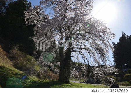 福田寺の糸桜 138787689