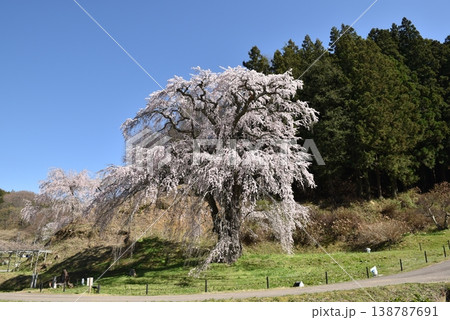 福田寺の糸桜 福田寺の糸桜 138787691