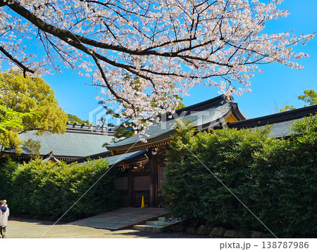 寒川神社で撮影した桜 寒川神社で撮影した桜 138787986