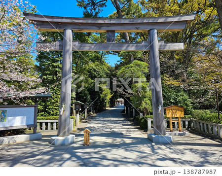寒川神社の鳥居と桜 寒川神社の鳥居と桜 138787987