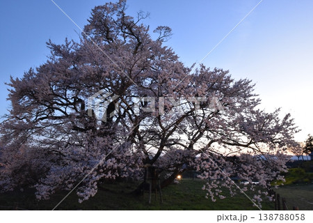 塩ノ崎の大桜 塩ノ崎の大桜 138788058