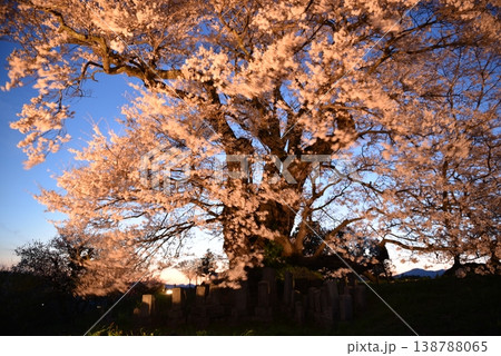 塩ノ崎の大桜 138788065