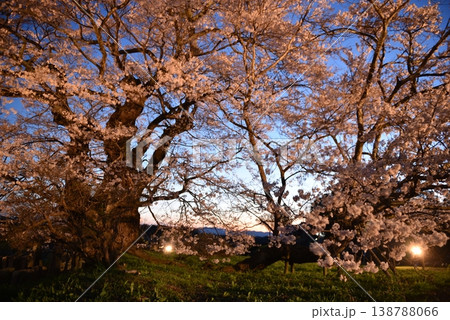 塩ノ崎の大桜 塩ノ崎の大桜 138788066