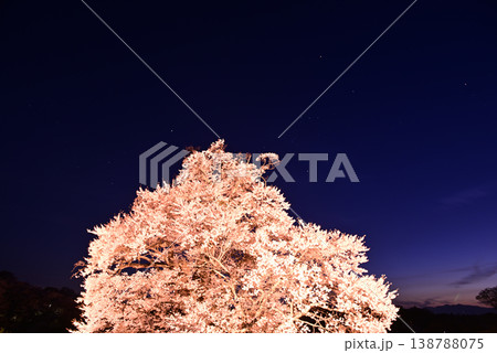 塩ノ崎の大桜 塩ノ崎の大桜 138788075