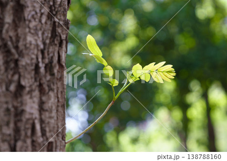 春の新芽と若葉　樹皮のそばに伸びる枝　自然背景　ボケ味 138788160