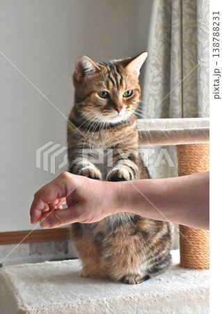 ハイタッチで挨拶する猫 138788231