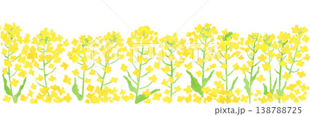 黄色い菜の花畑のバナー背景イラスト 黄色い菜の花畑のバナー背景イラスト 138788725
