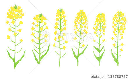 菜の花の手描き水彩風イラストのセット 138788727