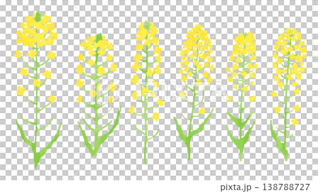 菜の花の手描き水彩風イラストのセット 138788727