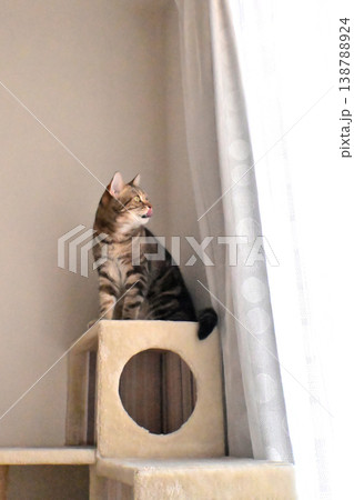 ねこのいる窓際の風景 138788924