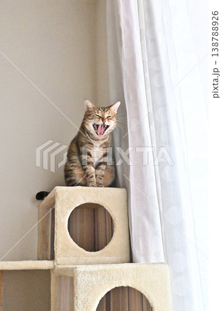 ねこのいる窓際の風景 138788926
