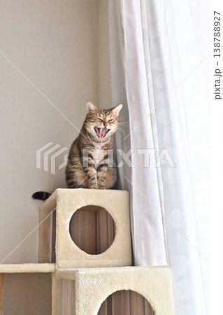 キャットタワーの猫アメリカンショートヘアブラウンパッチドタビー 138788927