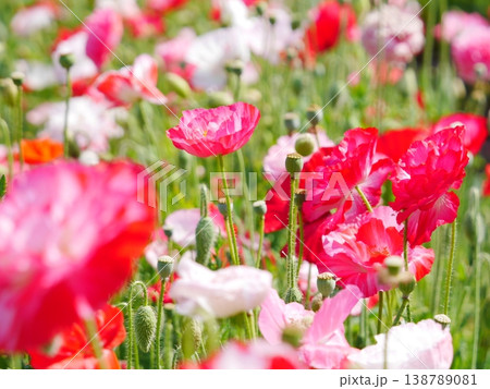 美しいポピーの花 美しいポピーの花 138789081