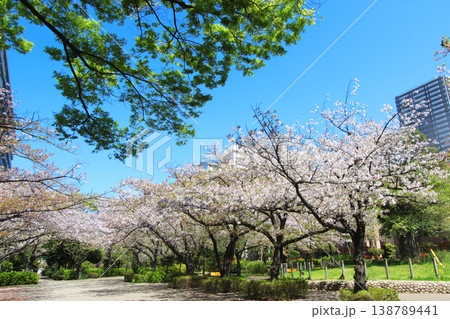 大島小松川公園の桜 138789441