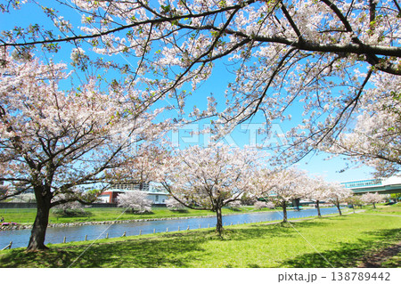 大島小松川公園の桜 138789442