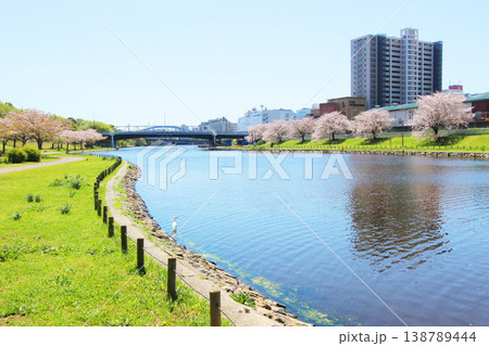 大島小松川公園の桜 138789444