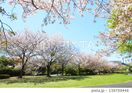 大島小松川公園の桜 138789448