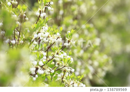 満開の白いドウダンツツジの花　 138789569