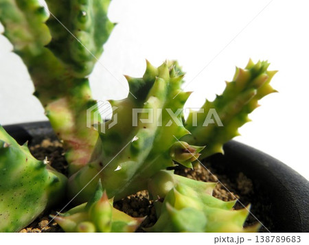 フェルニア　ゼブリナ錦 138789683